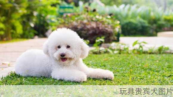 玩具贵宾犬图片