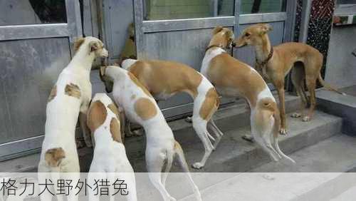 格力犬野外猎兔