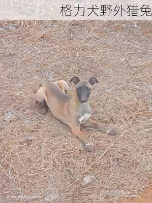 格力犬野外猎兔