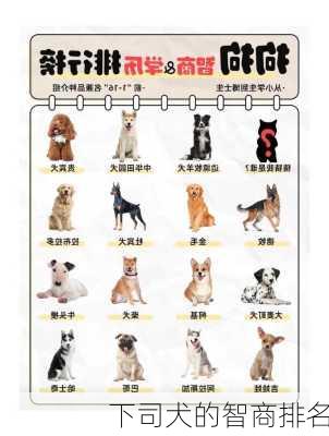 下司犬的智商排名