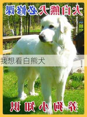 我想看白熊犬